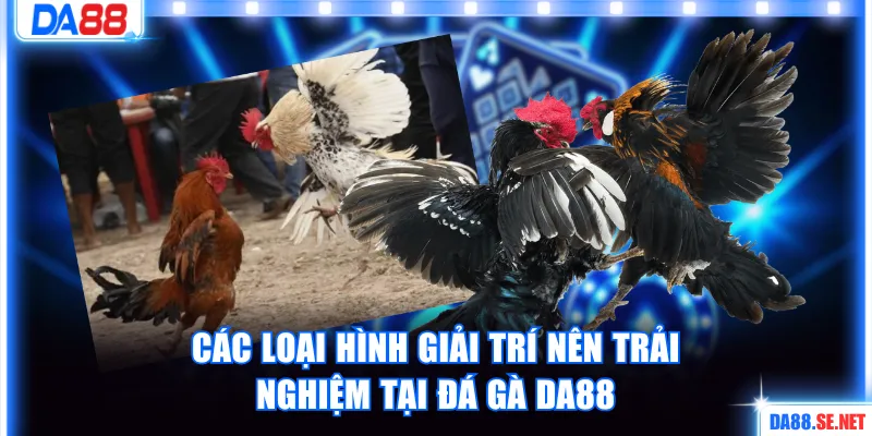 Các loại hình hấp dẫn nên trải nghiệm tại đá gà DA88